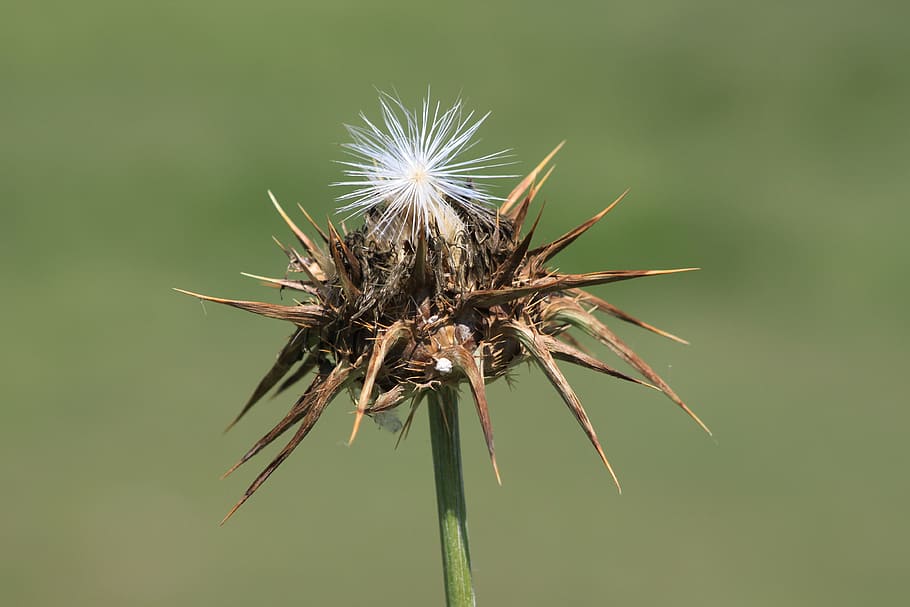 dea, thistle, plant, nature, summer, close-up, dandelion, flower HD wallpaper