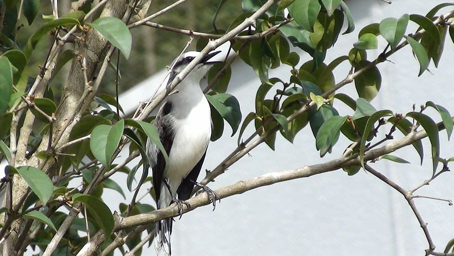 bird, tree, nature, flying, tropical birds, encyclopedia, environment HD wallpaper