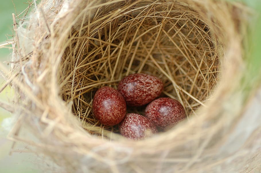 Eggs, Bird, Nest, Animal, nest egg, wildlife, nature, food and drink HD wallpaper