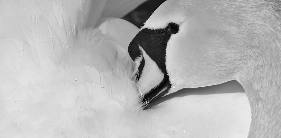 close-up photography of swan, feather, plumage, black and white, HD wallpaper