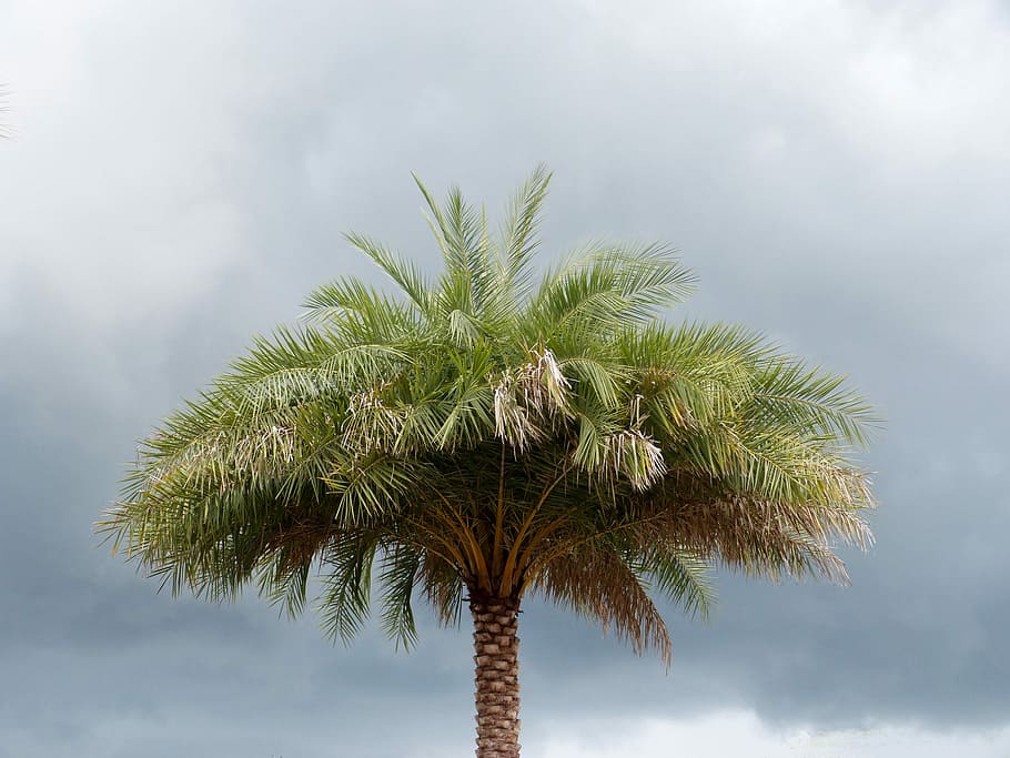 Palm Tree, Florida, Trees, stormy sky, clouds, nature, tropical HD wallpaper