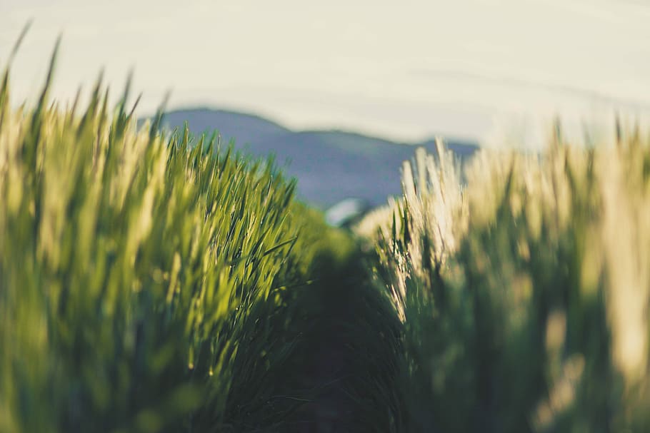 field of green grasses during daytime, closeup photography of green grass during daytime HD wallpaper
