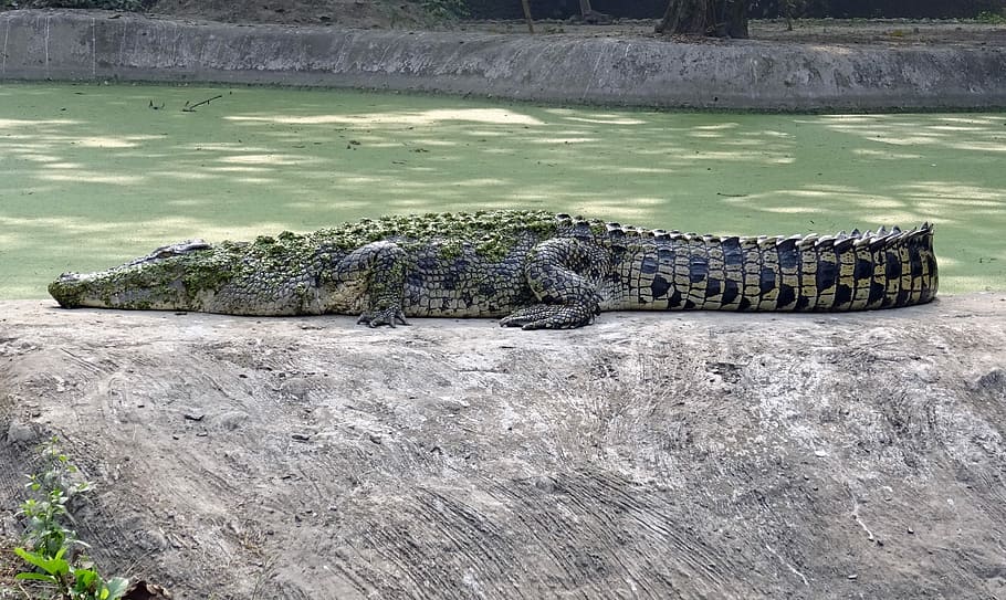 Crocodile, Saltwater, Estuarine, Reptile, predator, carnivore, HD wallpaper