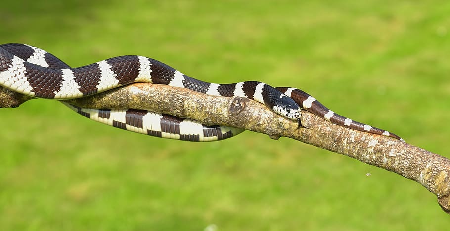 selective focus photo of black and white snake, california getula