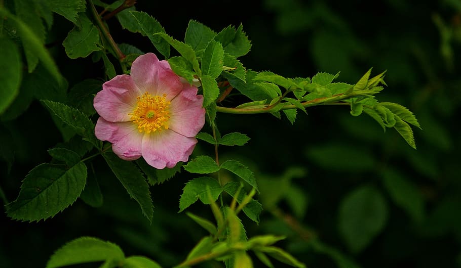 nature, plant, flower, leaf, summer, blossom, bloom, closeups HD wallpaper