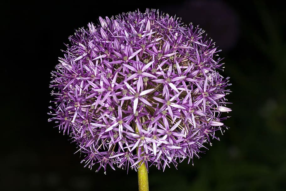 Flower, Blossom, Bloom, Garlic, Macro, purple, close-up, no people HD wallpaper