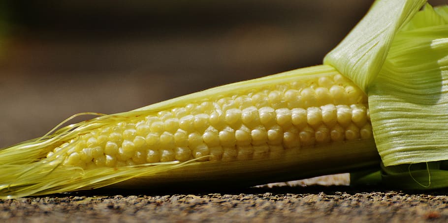 corn, young, vegetables, plant, summer, food, agriculture, nature HD wallpaper