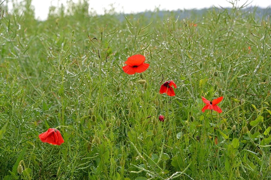 Poppy, Dew, Rain, Drop, Wet, Summer, flower, nature, red, garden HD wallpaper