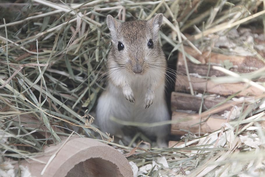 black mouse, racing mouse, grey, straw, animal themes, one animal HD wallpaper