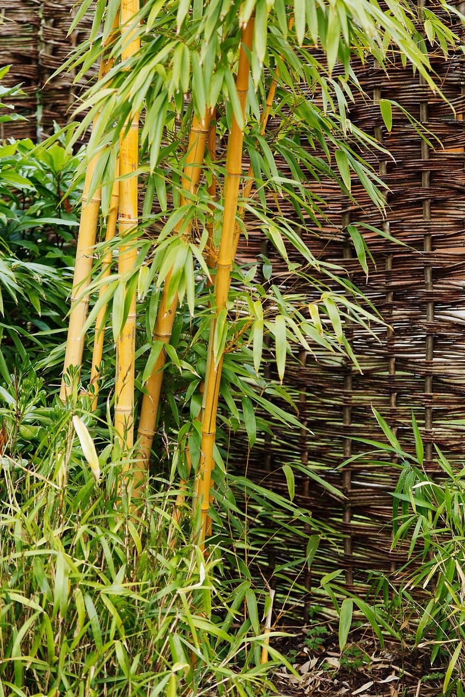 Background, Bamboo, Botanical, Branch, garden, green, leaves HD wallpaper