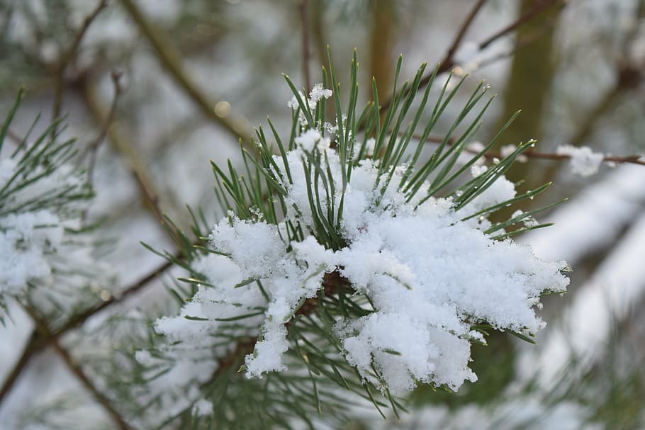 snow, cold, winter, tree, pine, forest, plant, cold temperature HD wallpaper