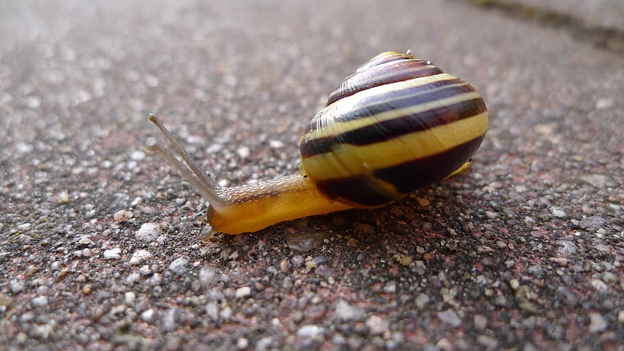 snail, away, crawl, animal wildlife, animal themes, one animal HD wallpaper