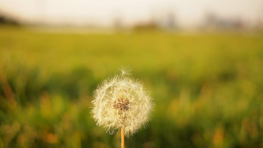 focus photography of dandelion, white, selective, flower, blurry HD wallpaper
