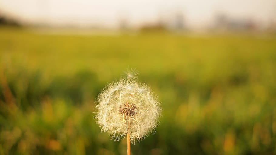 tilt shift lens photography of dandelion, white dandelion flower in bloom selective focus photo HD wallpaper