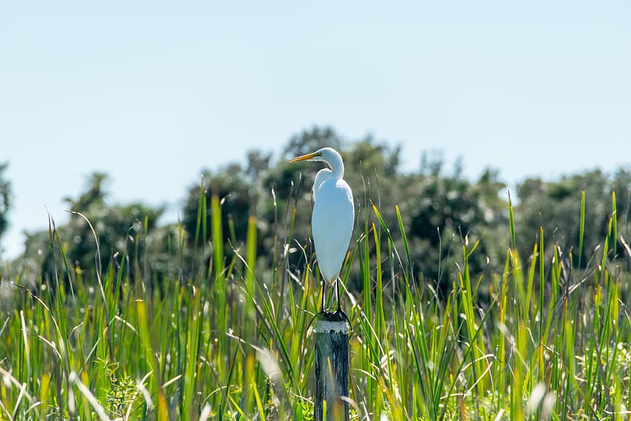 animal, bird, field, grass, perched, wildlife, nature, heron HD wallpaper