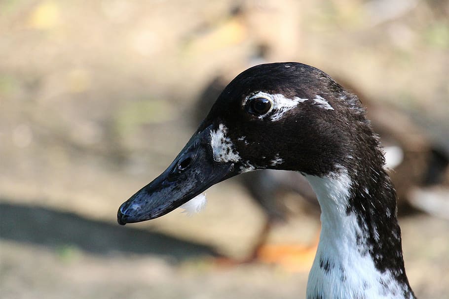 duck, black, white, close, macro, bill, head, water bird, pinnate HD wallpaper