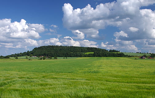 grass field under the calm sky, sweden, landscape, clouds, summer HD wallpaper