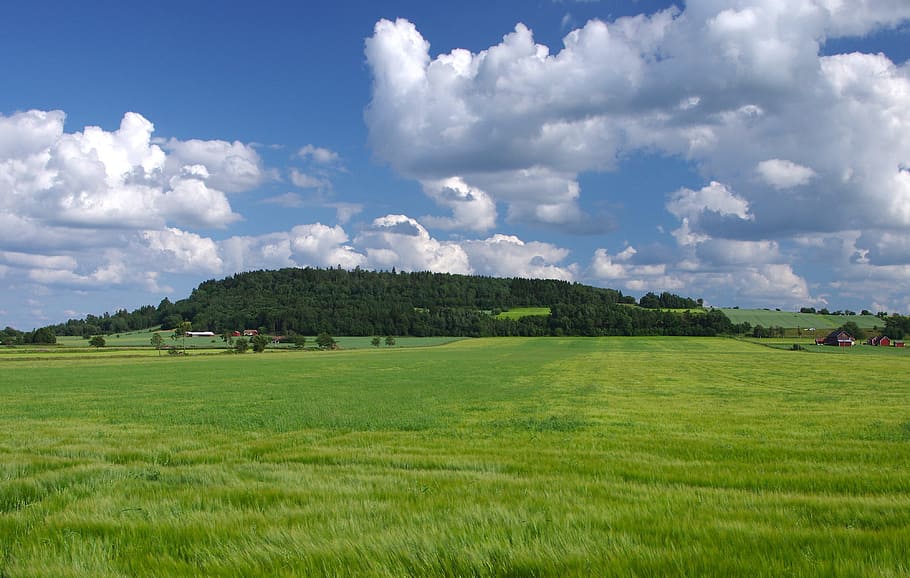 grass field under the calm sky, sweden, landscape, clouds, summer HD wallpaper