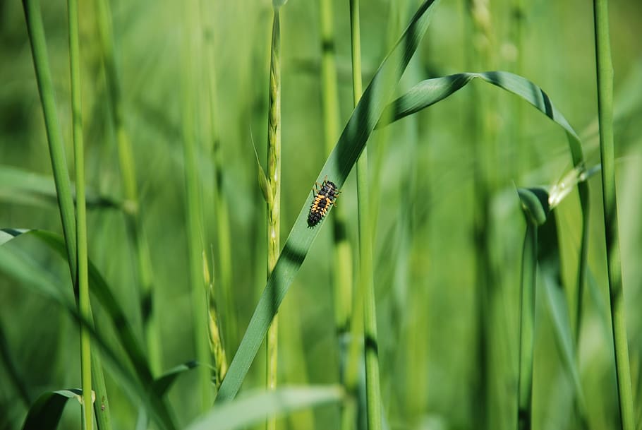 beetle, grass, insect, nature, summer, flora, petals, green HD wallpaper