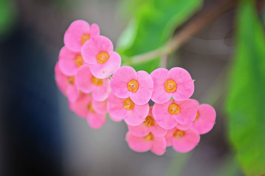 Bloom, Flower, Pink, Macro, Nature, spring, blossom, pink flowers HD wallpaper