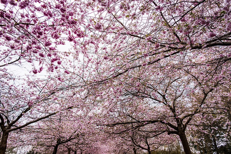 Sakura, Tree, Blossom, Cherry, sky, nature, flower, pink, bloom HD wallpaper