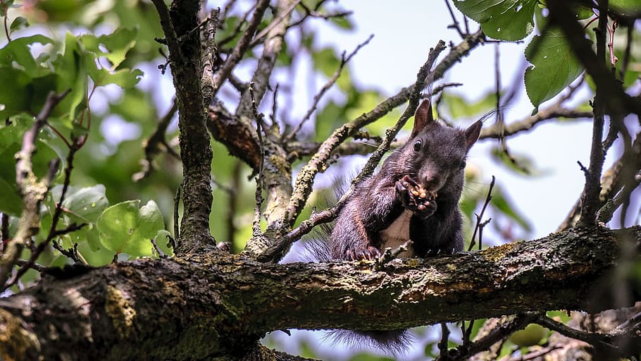 squirrel, animal, eat, tree, nature, leaves, plant, animal wildlife HD wallpaper