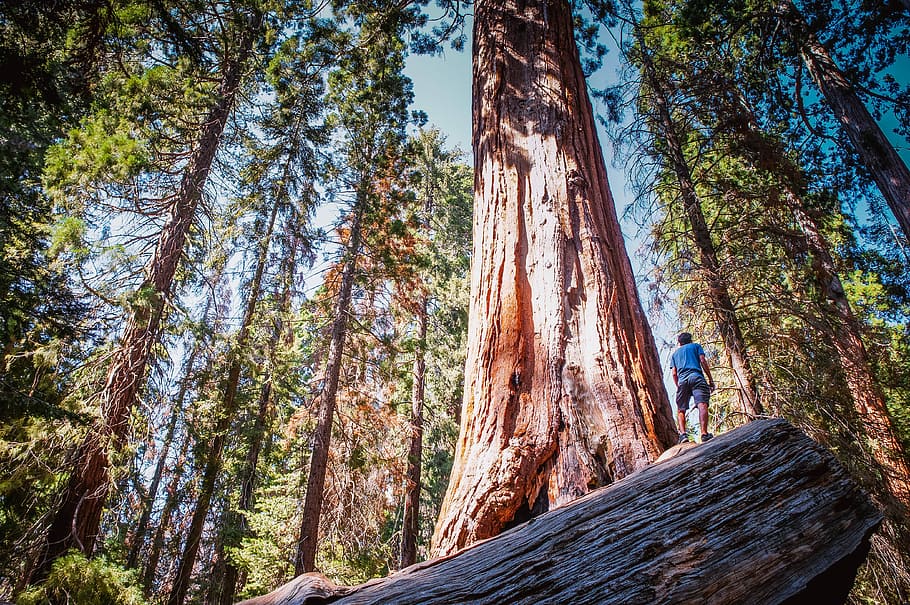 person standing near the tree, man standing on tree trunk, forest HD wallpaper