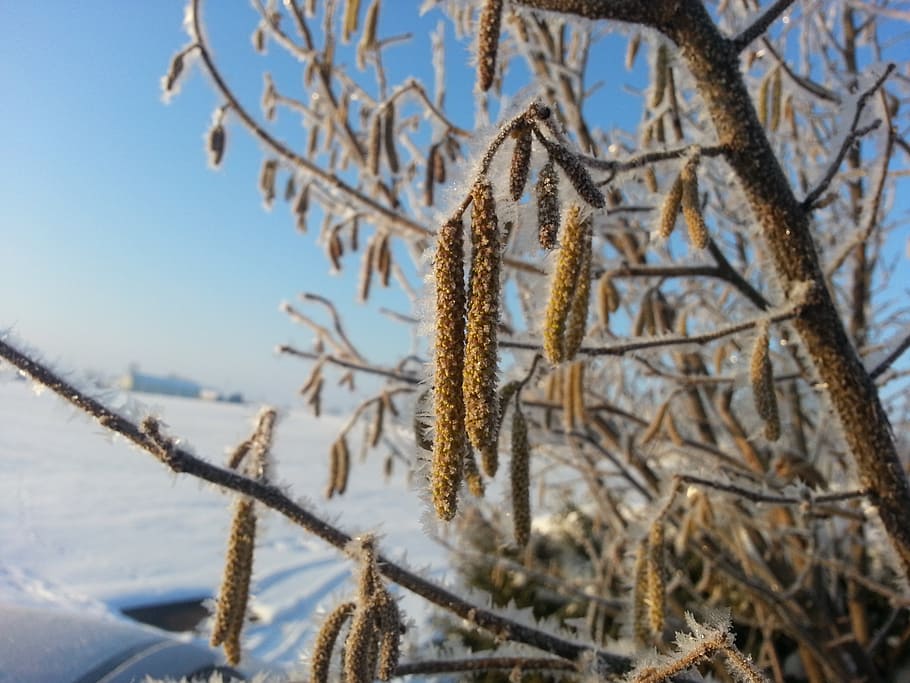hazelnut, winter, ripe, ice, snow, frost, cold, crystal, hoarfrost HD wallpaper