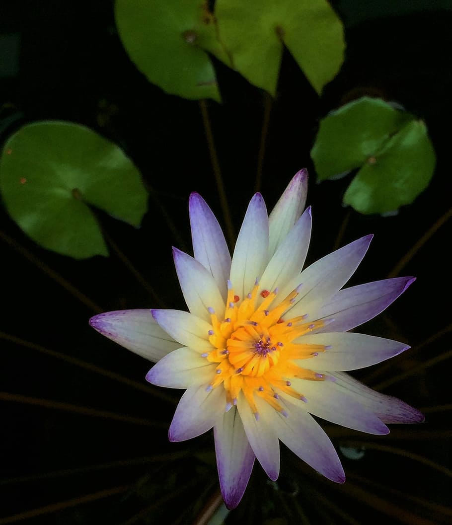 Nymphaea Alba, Flower, Plant, petal, fragility, freshness, flower head HD wallpaper