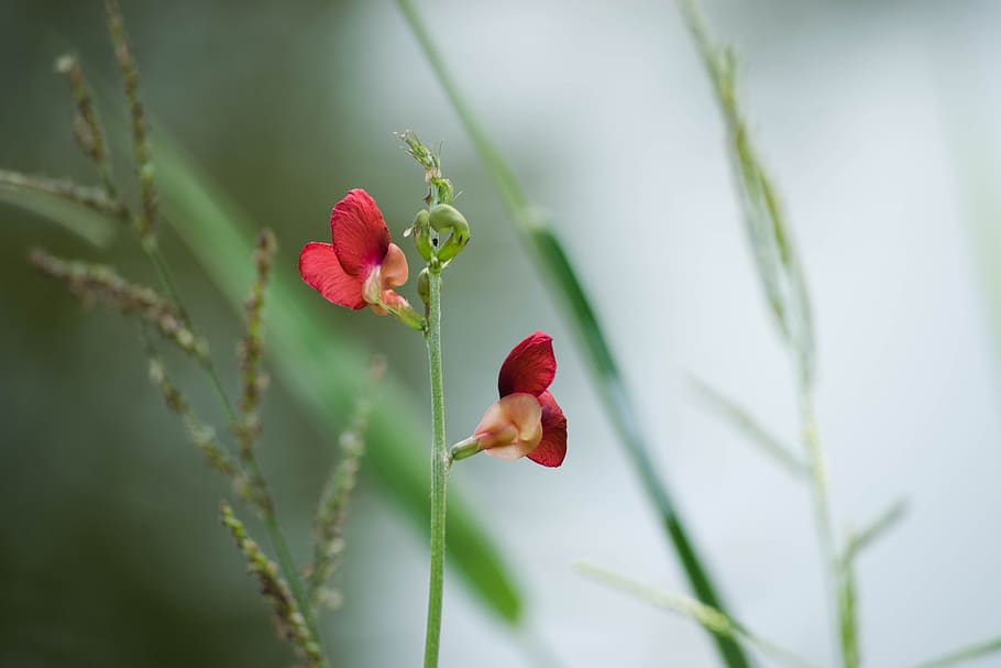flowers, red, plant, beauty in nature, growth, freshness, flowering plant HD wallpaper