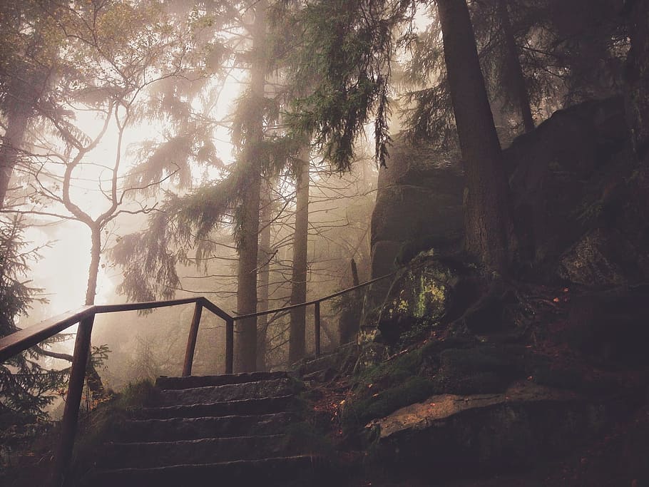 gray concrete stairs surrounded by fogs and pine trees, steps HD wallpaper