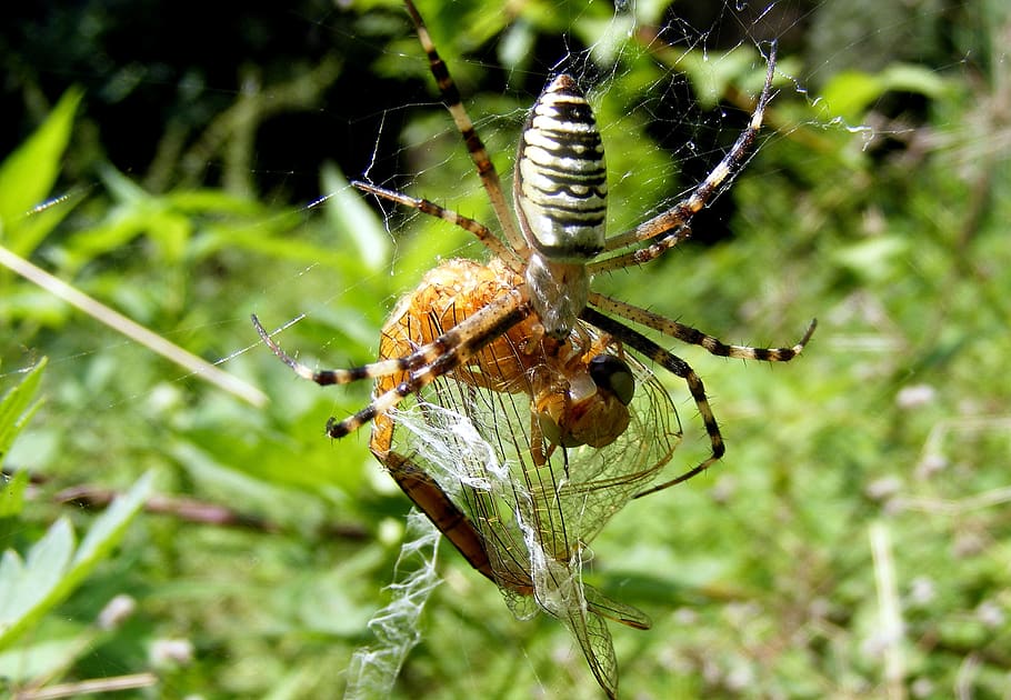 spider, insecta, feet, branch, tree, animal wildlife, animals in the wild HD wallpaper