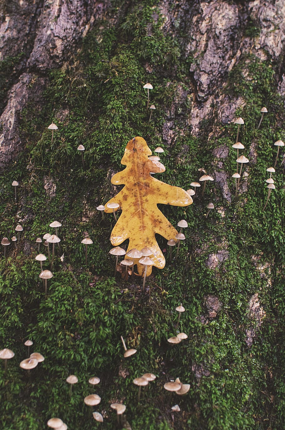 brown tree trunk with brown leaf, brown mushrooms and yellow leaf on ground HD wallpaper