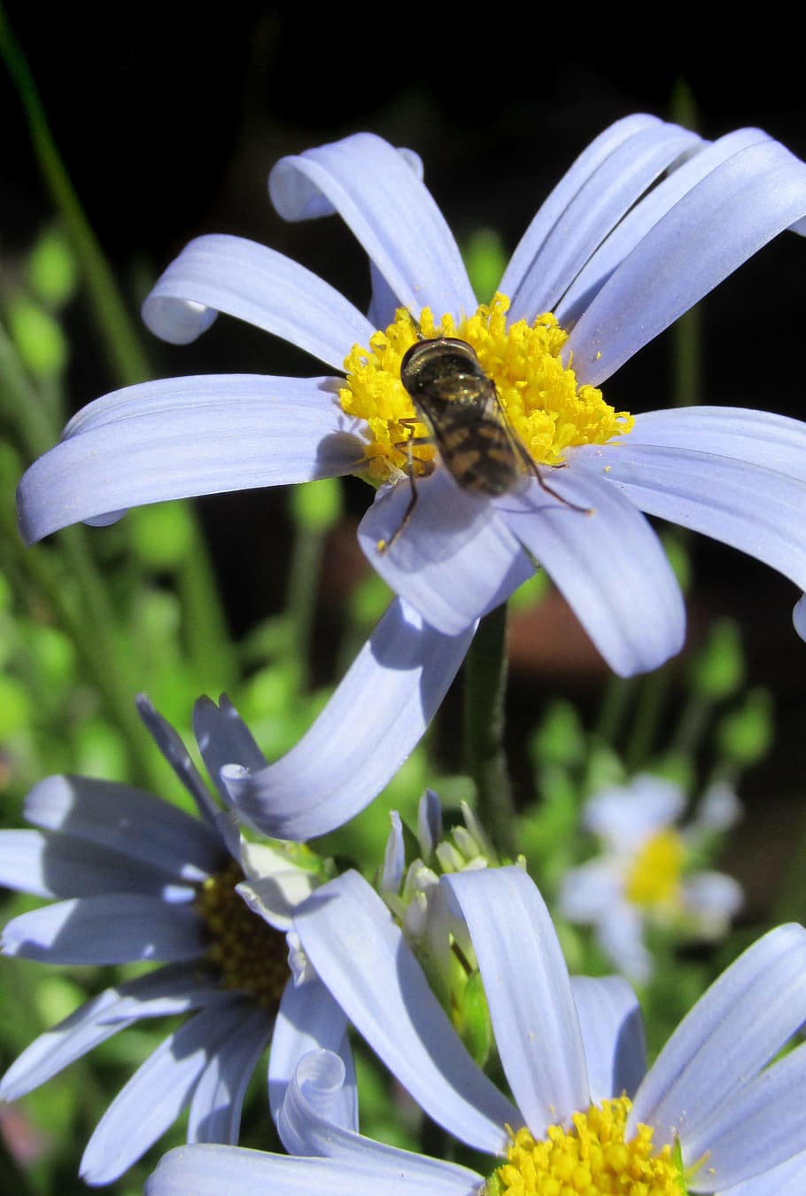 daisy, blue, fly, insect, flower, flowering plant, fragility HD wallpaper
