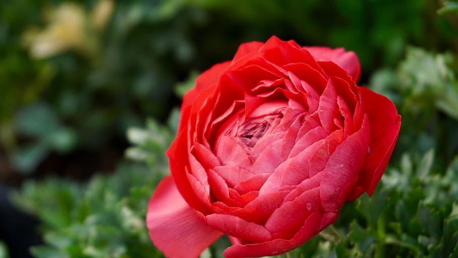 nature, petals, plant, blur, beautiful, bloom, blooming, blossom HD wallpaper