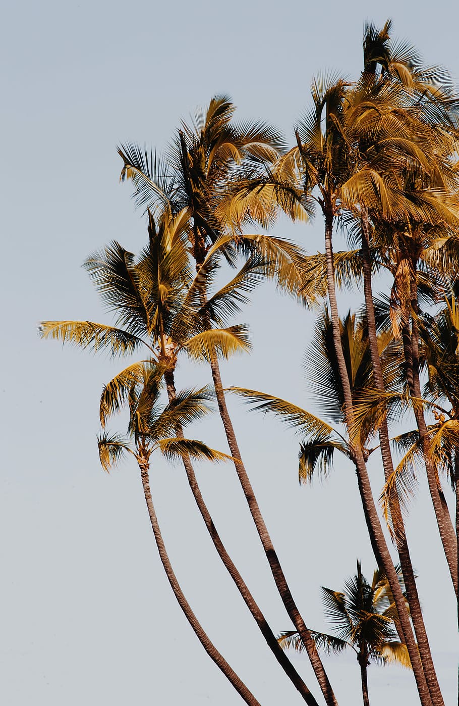 brown and green trees, palm tree, coast, tropical climate, sky HD wallpaper