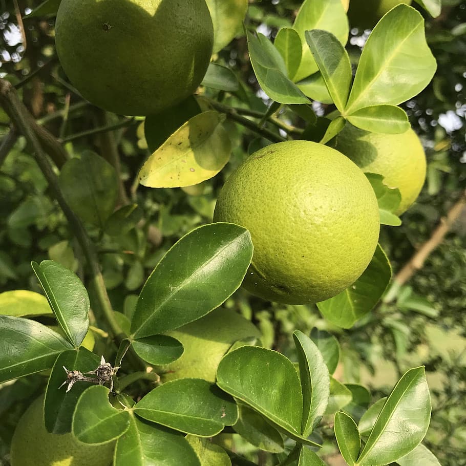 orange, fruit, fruit tree, food, citrus, tropical, nature, leaf HD wallpaper