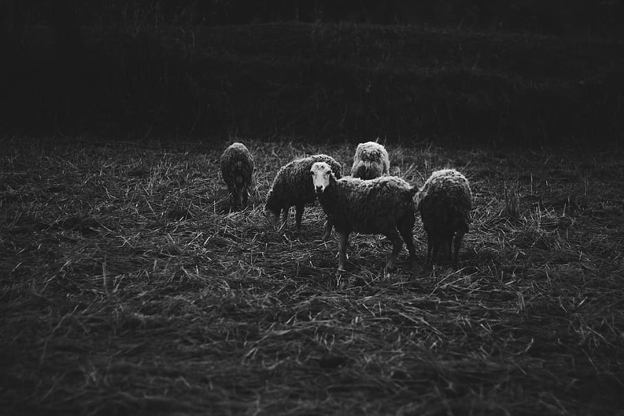 five sheep on grass field, grayscale photography of sheeps, herd HD wallpaper