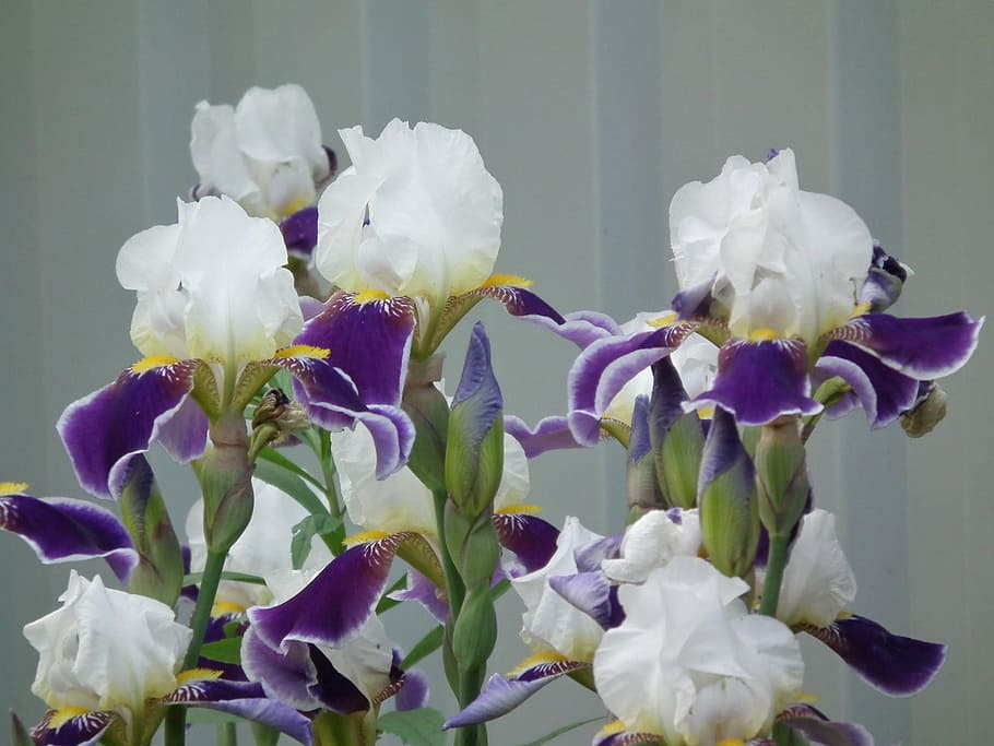 selective focus photography of white-and-purple petaled flowers HD wallpaper