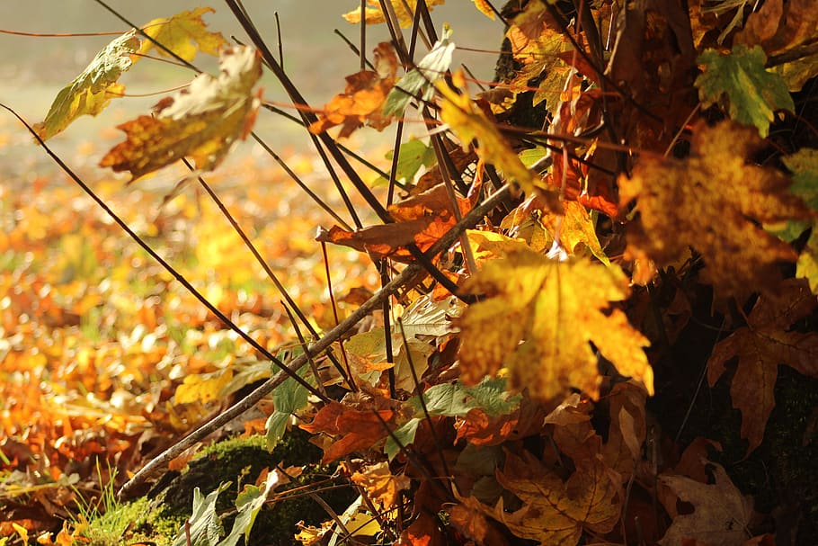 fall, maple leaf, tree, autumn, leaves, colorful, nature, seasonal HD wallpaper
