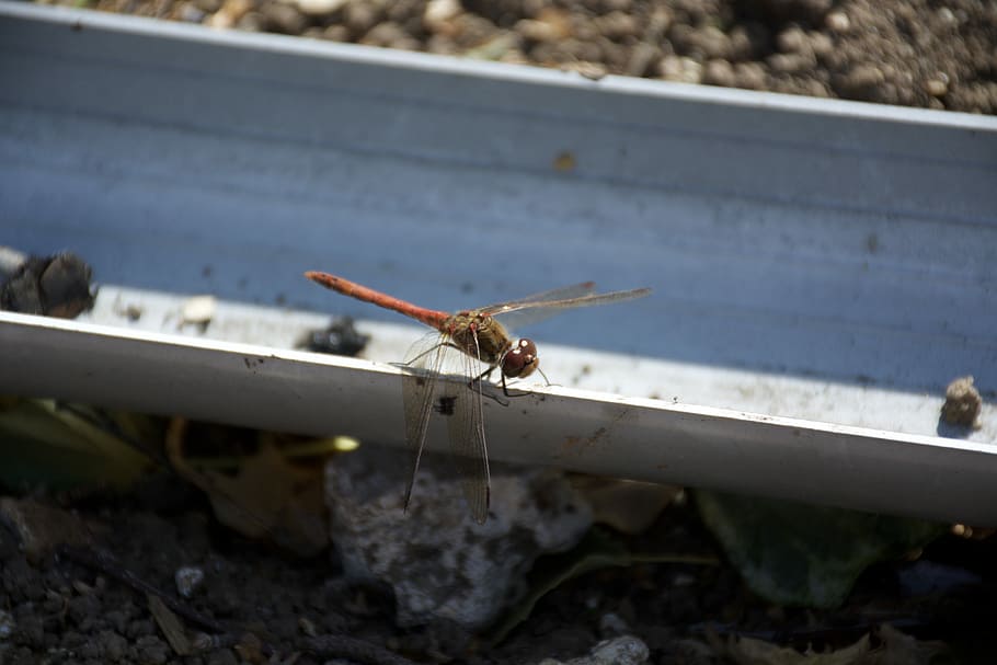 Dragonfly, Dragon-Fly, Insect, Nature, air vehicle, day, no people HD wallpaper