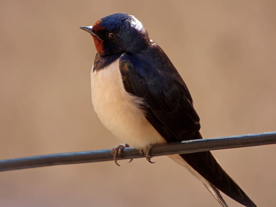 londrina, oreneta, hirundo, hirundo rustica, cable, spring HD wallpaper