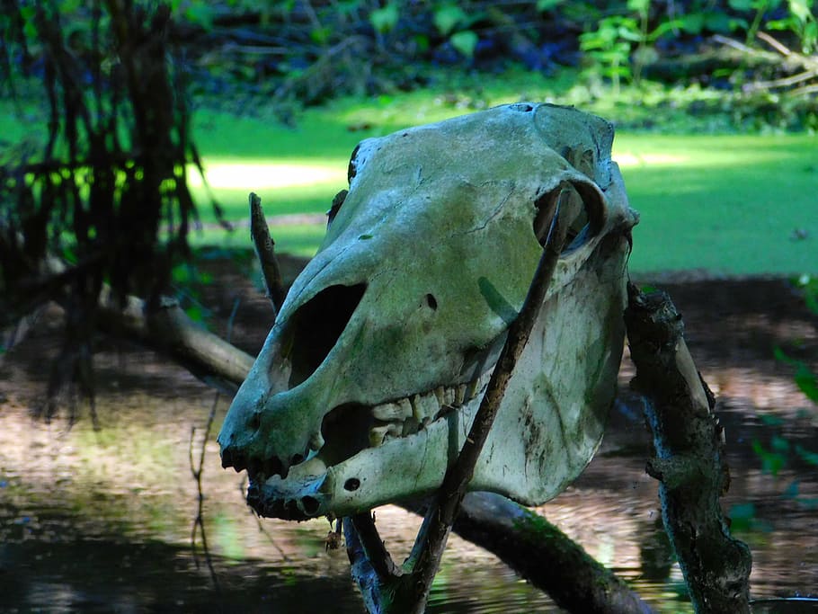 skull, skeleton, swamp, denmark, paleolithic village, water HD wallpaper