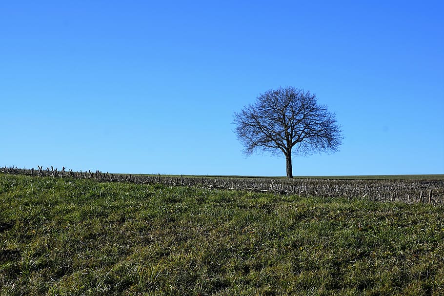 tree, meadow, nature, sky, blue, stockach, germany, field, green HD wallpaper