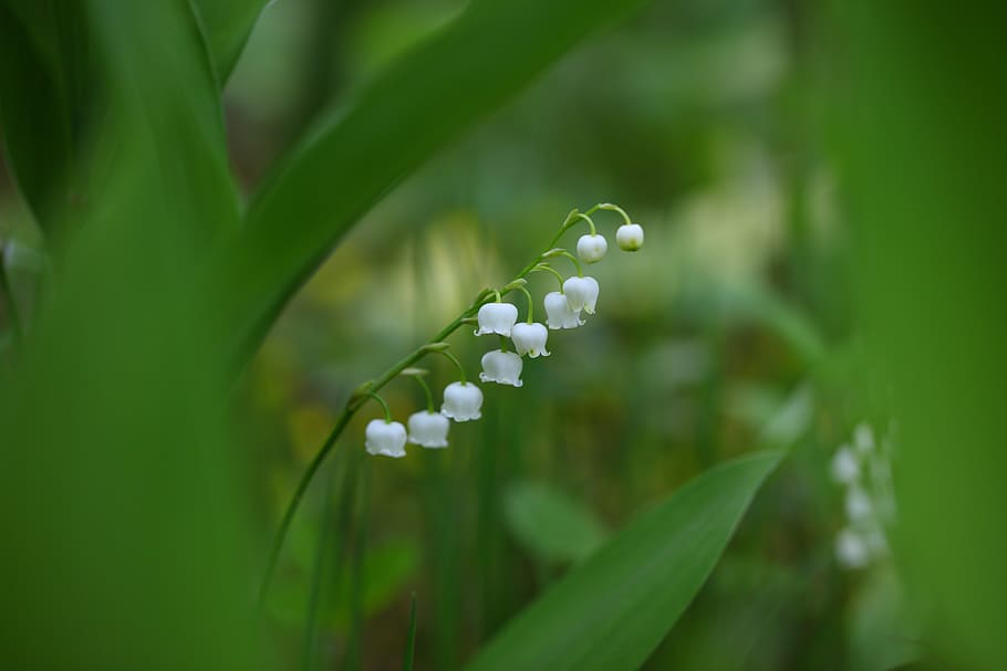 selective focus photography of lily of the valley flowers, leaf