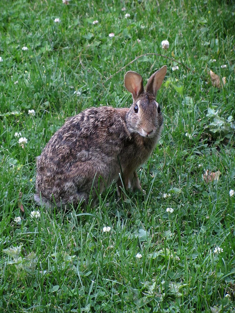 alert, bunny, rabbit, seated, sitting, watching, waiting, grass HD wallpaper