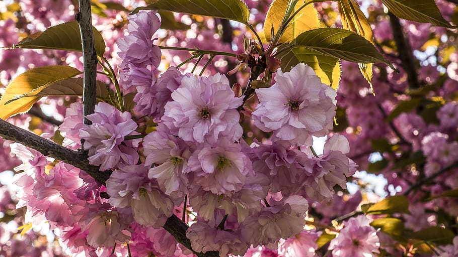 sakura, flowers, flowering plant, fragility, vulnerability HD wallpaper