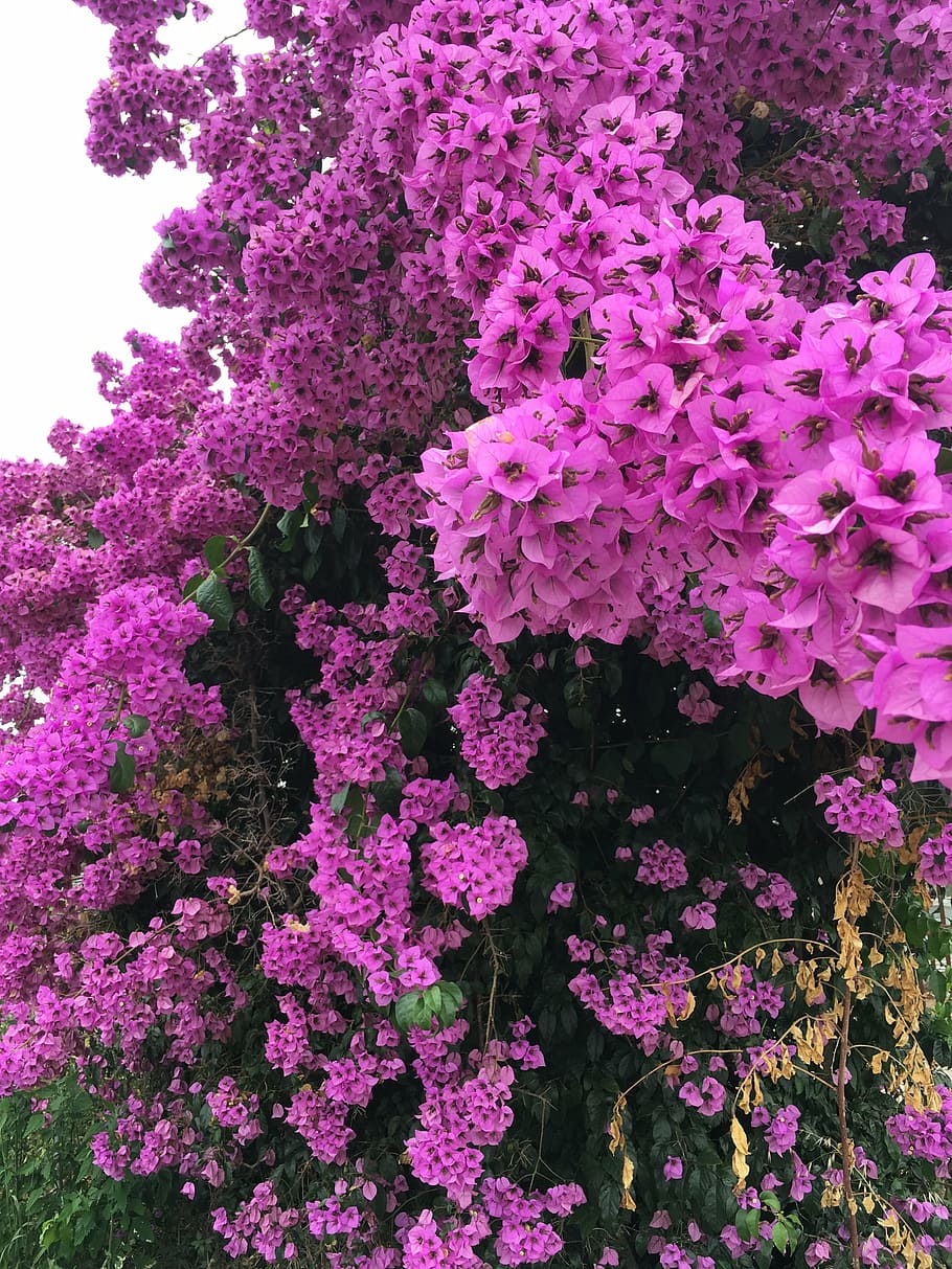 blossom, bloom, spring, rhododendron, full bloom, magnolia HD wallpaper