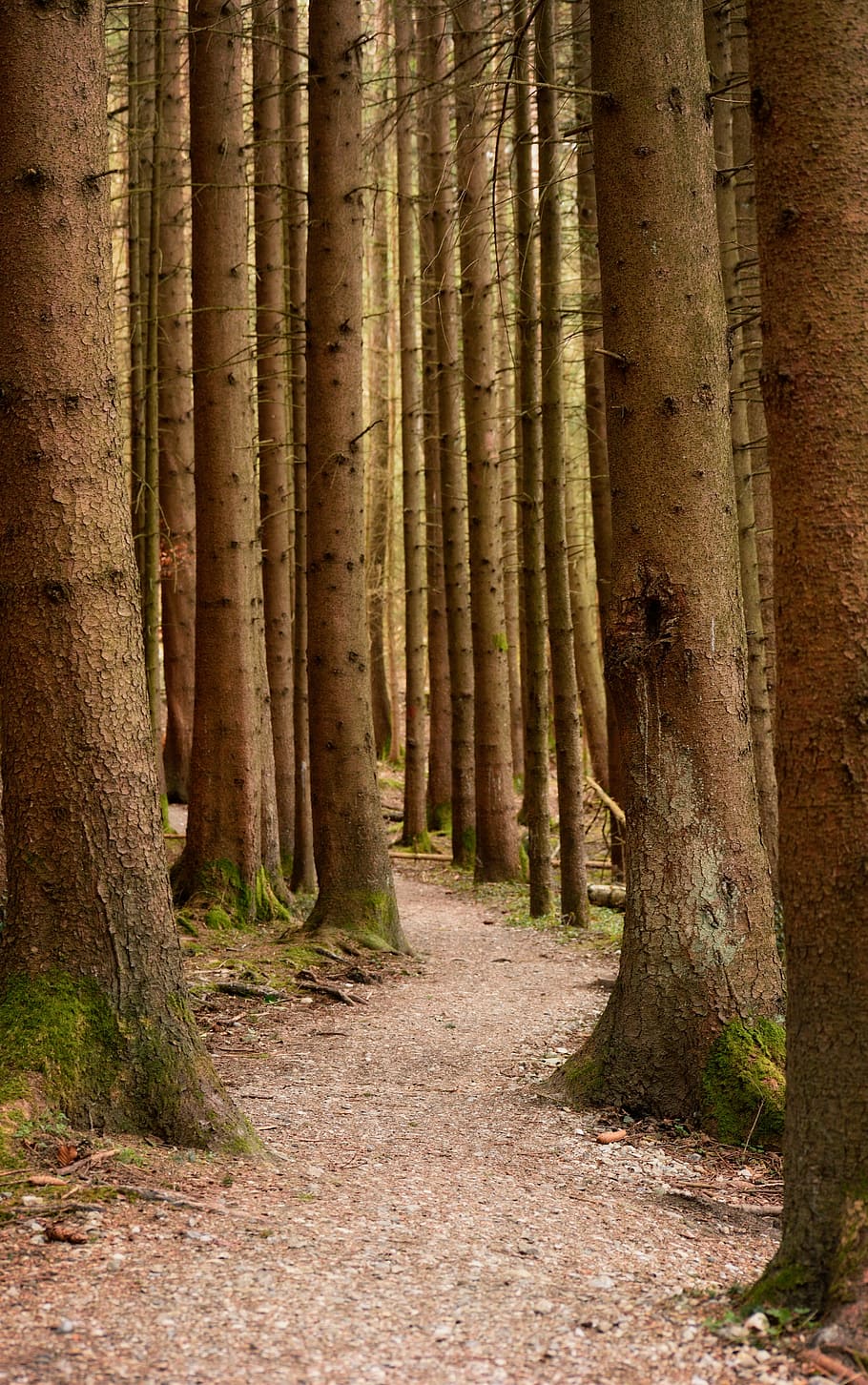 photo of forest treesd, recovery, away, path, nature, migratory path HD wallpaper