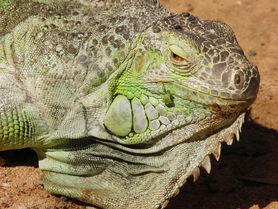lizard, iguana, reptile, scaly, nature, green, close, animal HD wallpaper